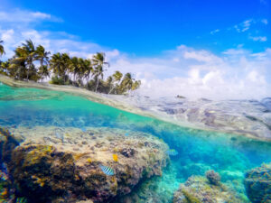 Lire la suite à propos de l’article Où explorer les fonds marins en Guadeloupe ?