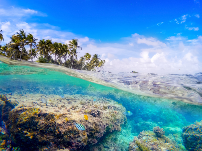 Lire la suite à propos de l’article Où explorer les fonds marins en Guadeloupe ?