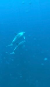Dauphins et Baleines en Guadeloupe : Guide pour une rencontre inoubliable