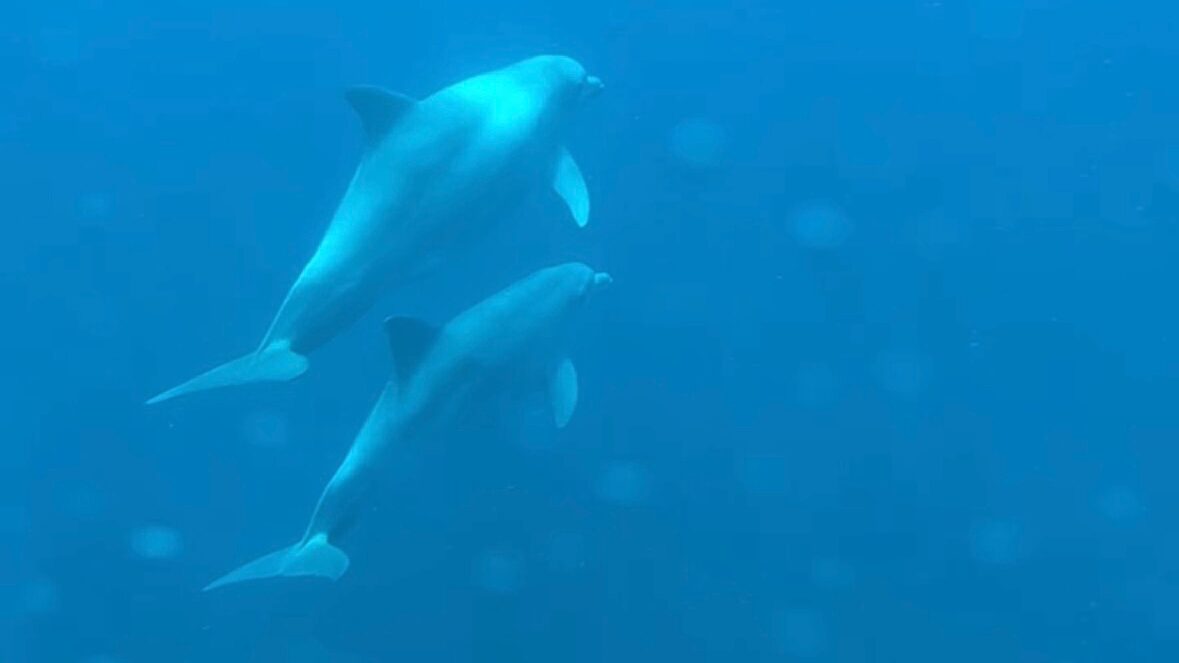 Observation de dauphins depuis le fond de verre des bateaux Nautilus